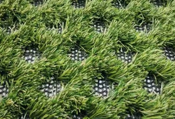 Green Lawn Grass